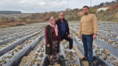 Denizli'nin Buldan ilçesinde, yüksek kesimdeki 10 mahallede organik çilek yetiştiriciliği