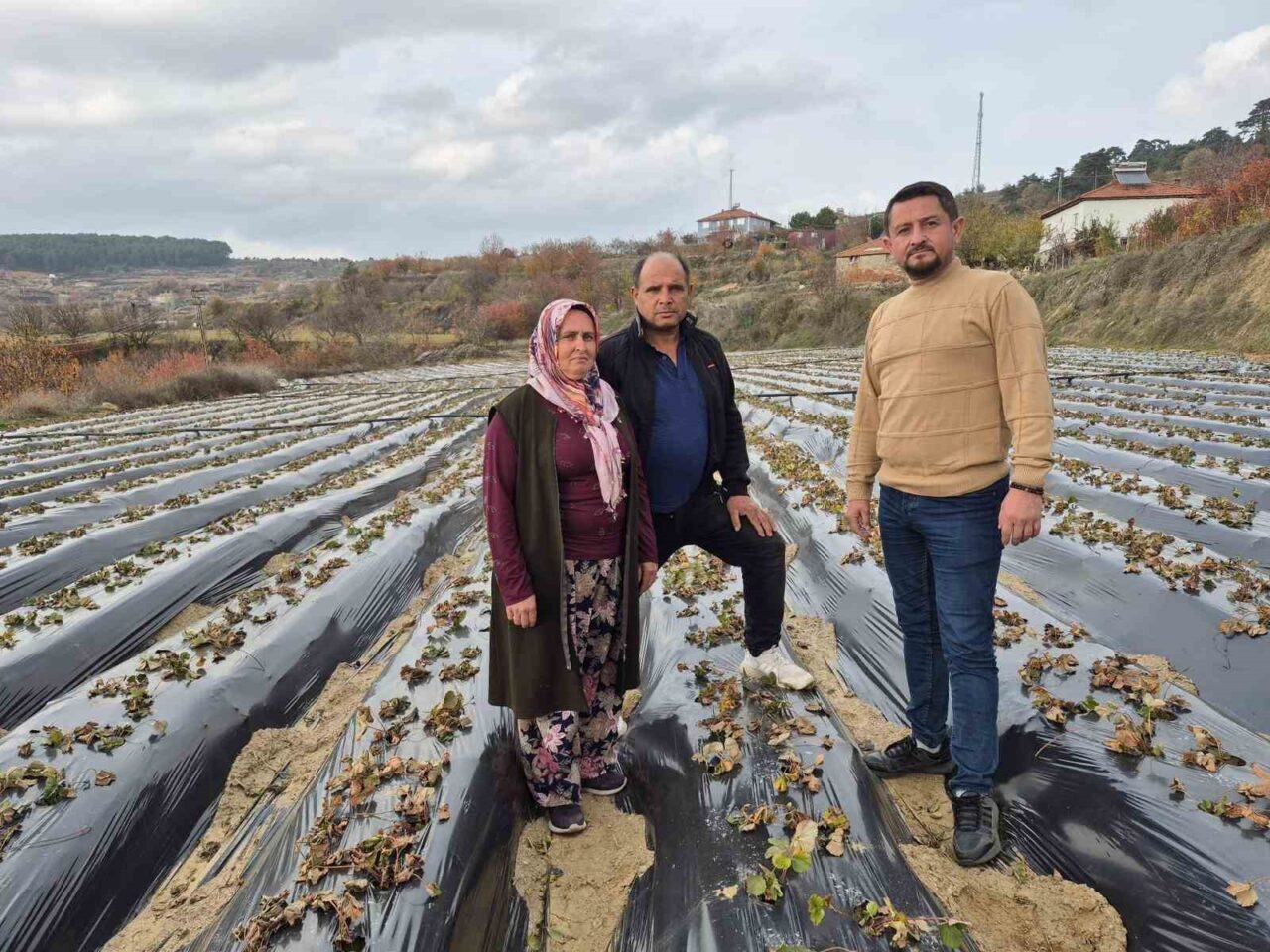 Denizli'nin Buldan ilçesinde, yüksek kesimdeki 10 mahallede organik çilek yetiştiriciliği