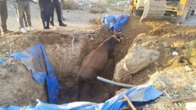 Hatay'ın Kırıkhan ilçesinde bir büyükbaş hayvan çukura düştü. Sahibi durumu