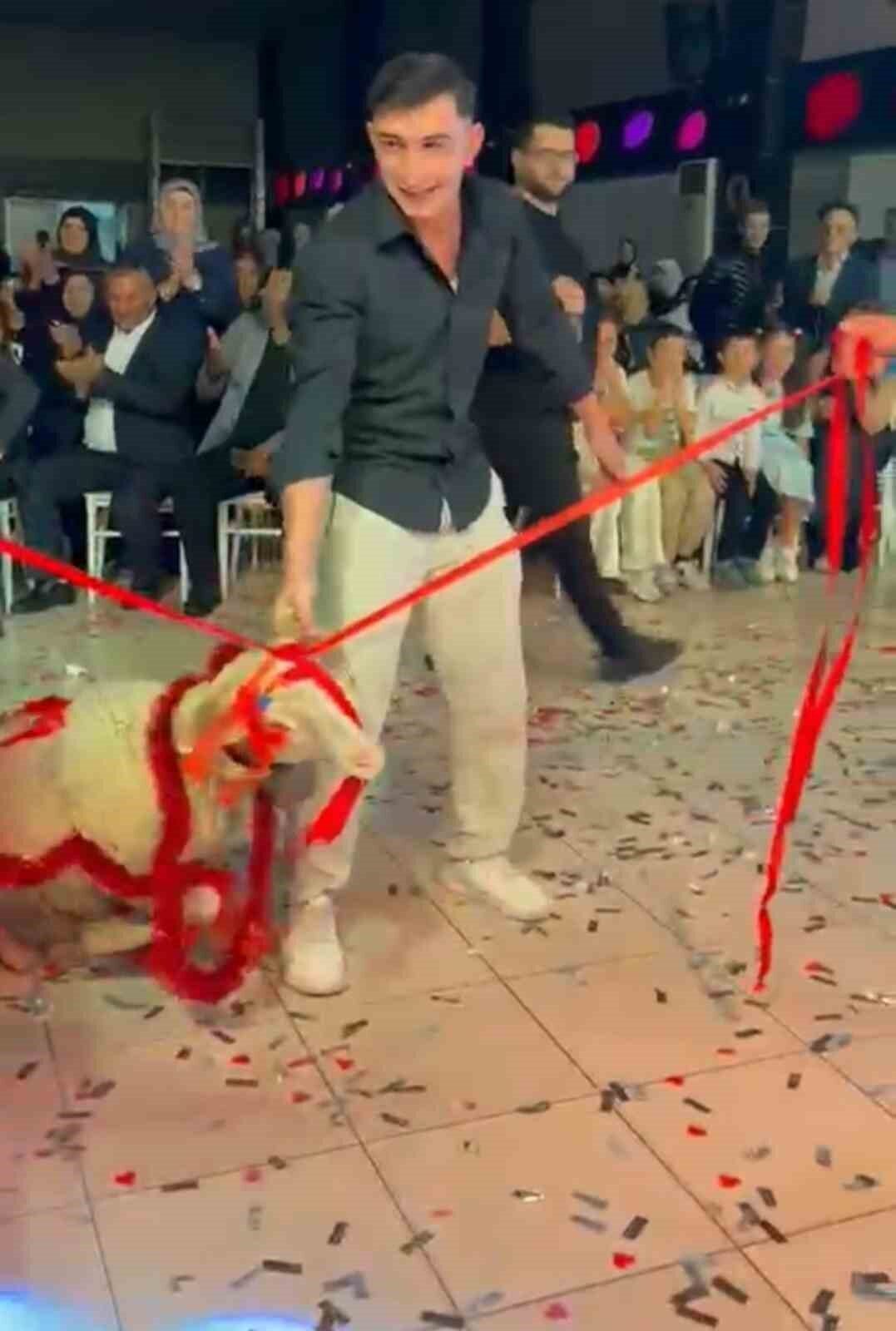 Şuhut’ta Düğün Konseptine Alternatif Bir Hediye: Damada Süslenmiş Kuzu Takdim Edildi