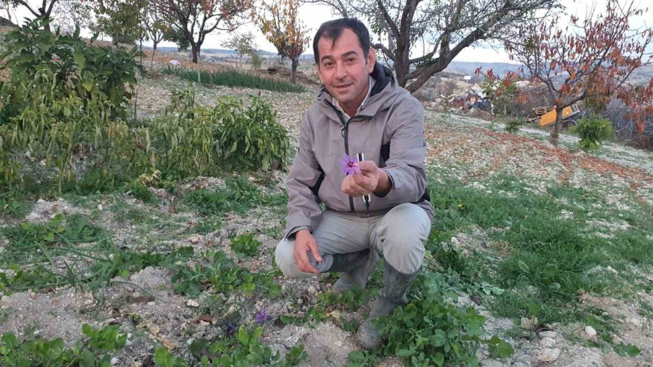Manisa'nın Demirci ilçesinde çiftçi Şerif Artuç, soğanından safran yetiştirmeyi başardı.