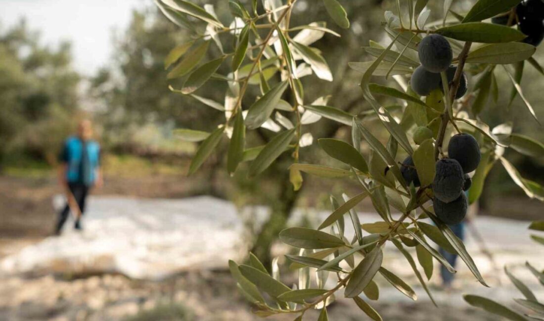 Manisa’da Eğitim İçin Zeytin Hasadı Yapıldı: Gelir, Öğrencilerin İhtiyaçlarına Yönlendirilecek Manisa'da Denetimli Serbestlik Müdürlüğü, Yunusemre İlçe Milli Eğitim Müdürlüğü ve