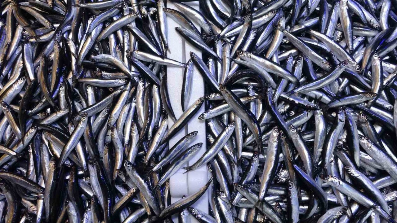 2025 yılı balık avı sezonunda Türkiye, hamsi ihracatından 12 milyon