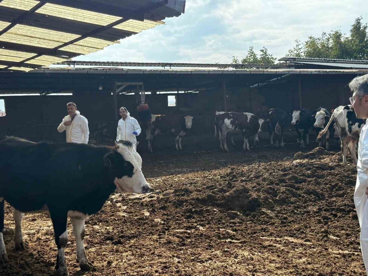 Denizli'de şap hastalığına karşı denetimler artırıldı. İl Tarım ve Orman