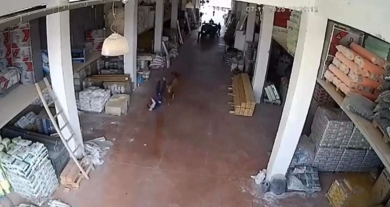 Çankırı’nın Ilgaz ilçesinde bir iş yerinin deposuna giren başıboş inek,