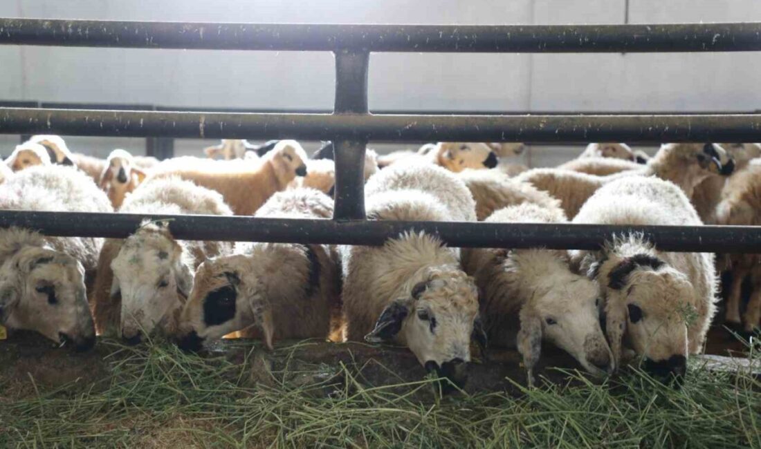 Elazığ'ın Kovancılar ilçesinde, Necmettin Taş, devletten aldığı yüzde 50 hibe