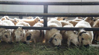 Elazığ'ın Kovancılar ilçesinde, Necmettin Taş, devletten aldığı yüzde 50 hibe