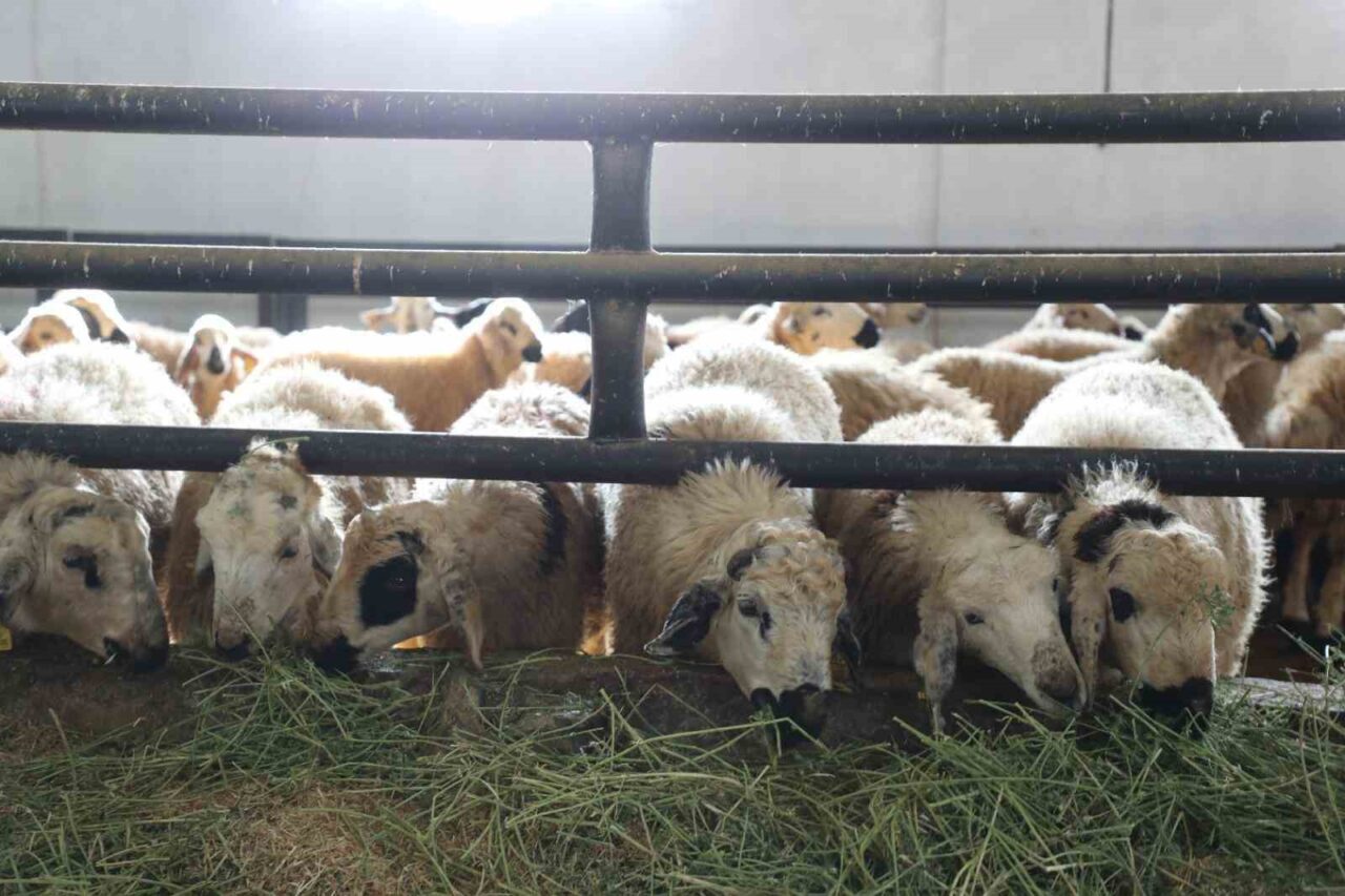 Elazığ'ın Kovancılar ilçesinde, Necmettin Taş, devletten aldığı yüzde 50 hibe