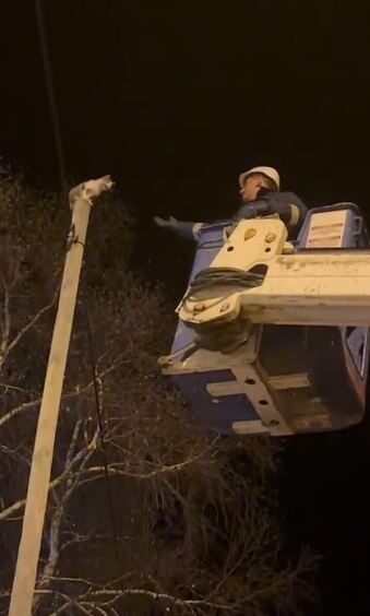 Ardahan’da Elektrik Ekipleri, Direk Üzerinde Mahsur Kalan Kediyi Kurtardı Ardahan'da elektrik arıza çalışması yapan Aras Elektrik Dağıtım AŞ ekipleri,