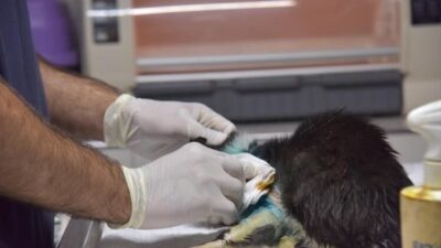 Bilecik'te bir sokak kedisi, duyarlı bir kişi tarafından sağlık ekiplerine