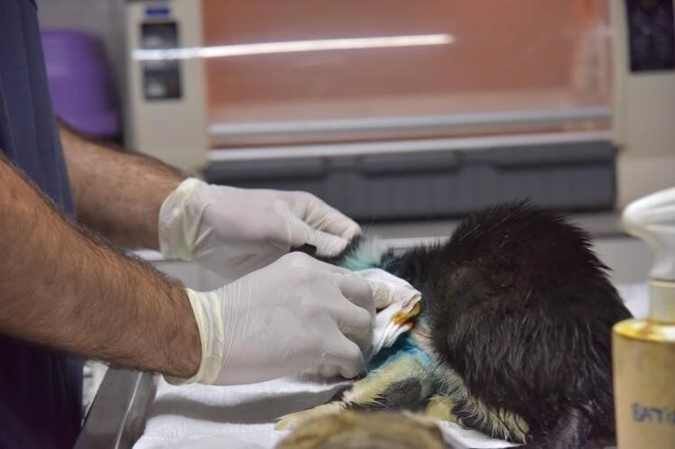 Bilecik'te bir sokak kedisi, duyarlı bir kişi tarafından sağlık ekiplerine