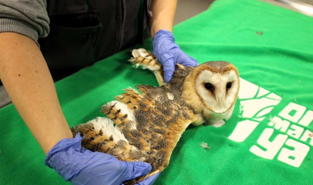 Kocaeli'deki Ormanya, Avrupa’nın en büyük doğal yaşam parklarından biri olup,