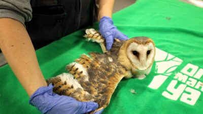 Kocaeli'deki Ormanya, Avrupa’nın en büyük doğal yaşam parklarından biri olup,