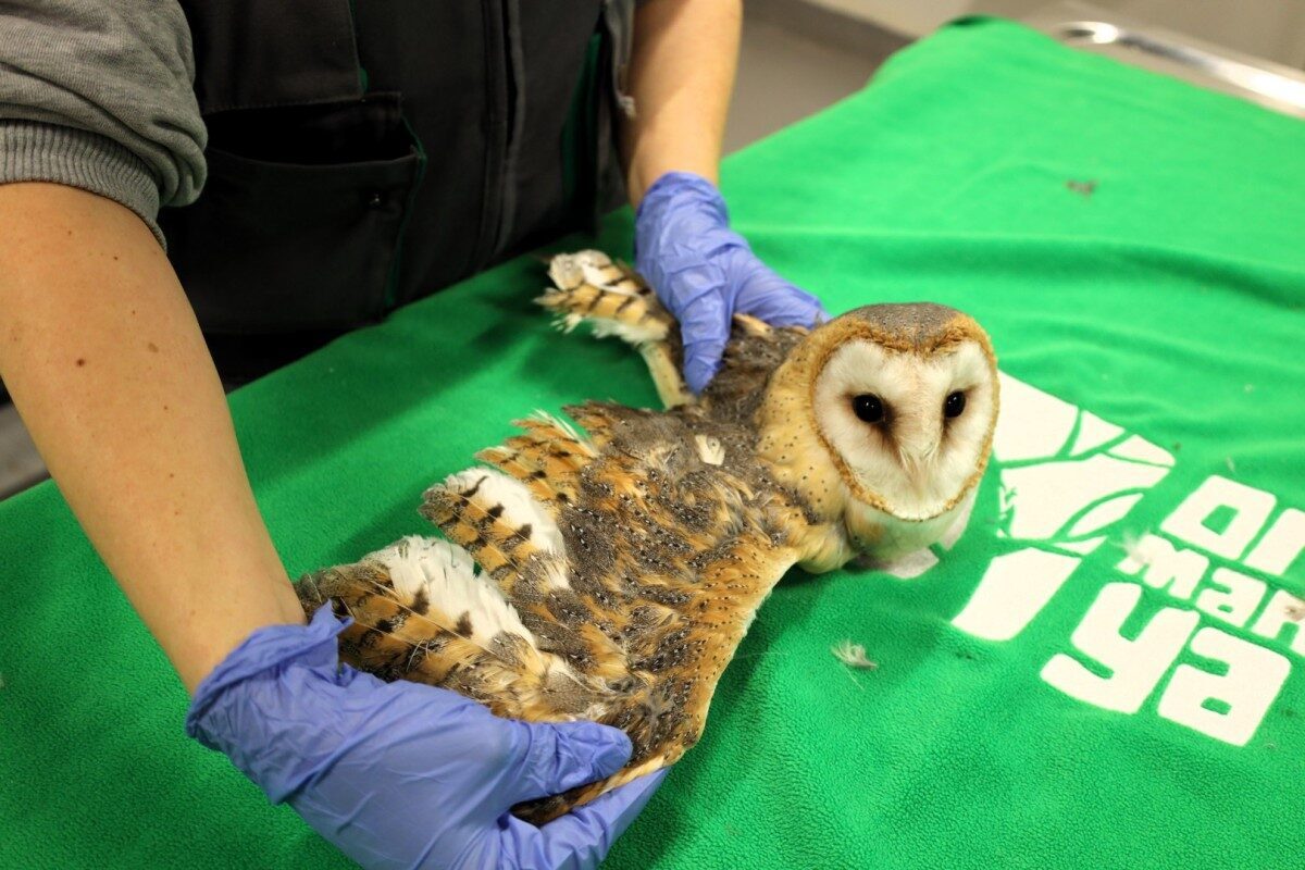 Kocaeli'deki Ormanya, Avrupa’nın en büyük doğal yaşam parklarından biri olup,