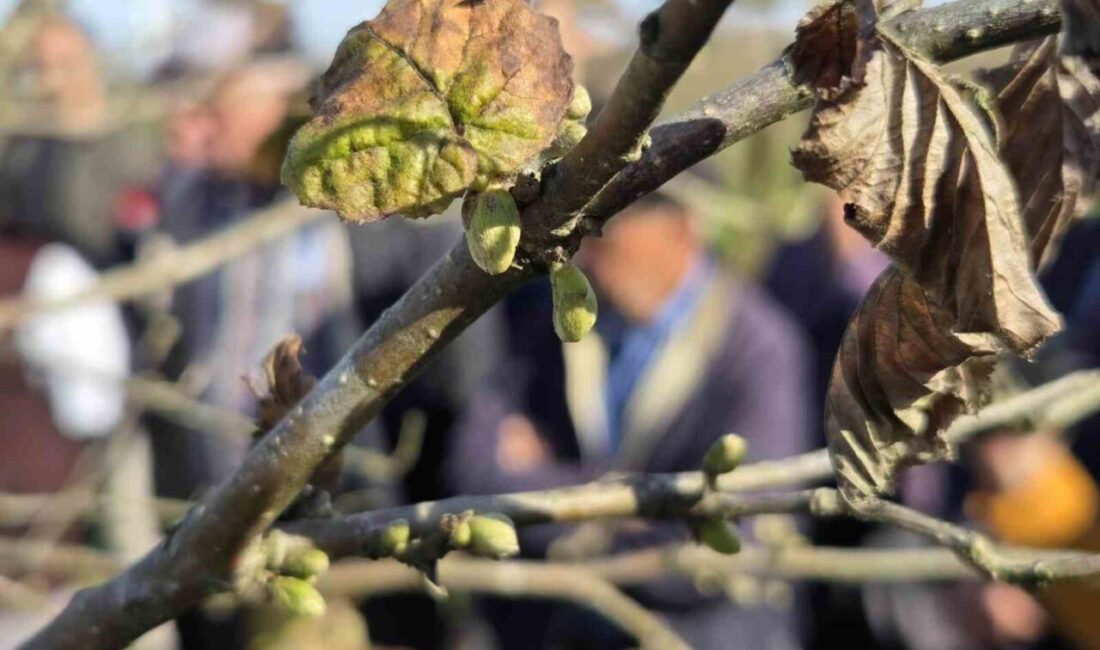 Samsun'da Tarım ve Orman Müdürlüğü, fındık bahçeleri için üreticilere budama