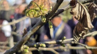 Samsun'da Tarım ve Orman Müdürlüğü, fındık bahçeleri için üreticilere budama