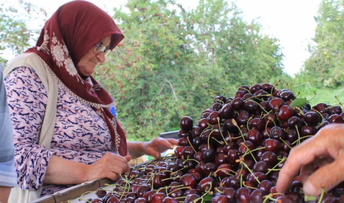 Türkiye’nin Dondurulmuş Gıda İhracatı, Organik Kirazla Yükseliyor Türkiye, dondurulmuş gıda ihracatında büyük bir potansiyele sahip. Dondurulmuş Gıda