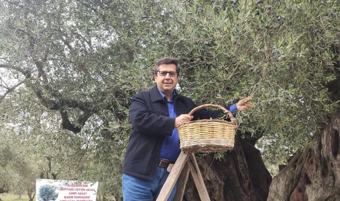 Dünya Zeytin Ağacı Günü, Manisa'da buruk şekilde kutlandı. Kırkağaç Ziraat