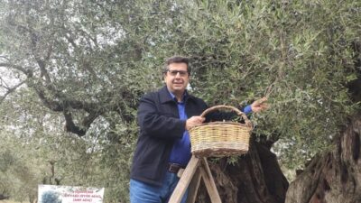 Dünya Zeytin Ağacı Günü, Türkiye'nin zeytin cenneti Manisa'da buruk geçti.