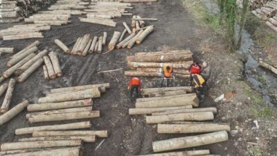 Düzce, orman ürünleri ihracatında 2023'te 13 bin 639,95 ton ile