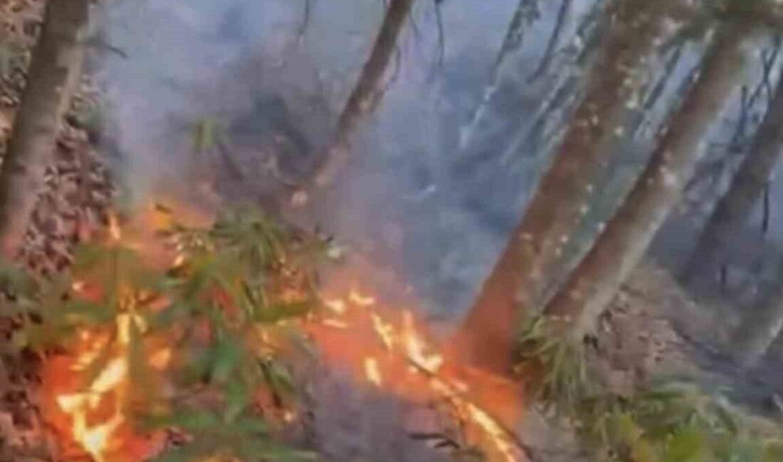 Düzce’de Ormanlık Alanda Çıkan Yangın Kısa Sürede Kontrol Altına Alındı Düzce’deki ormanlık alanda çıkan yangın, Beyköy beldesi yakınlarında vatandaşların ihbarıyla