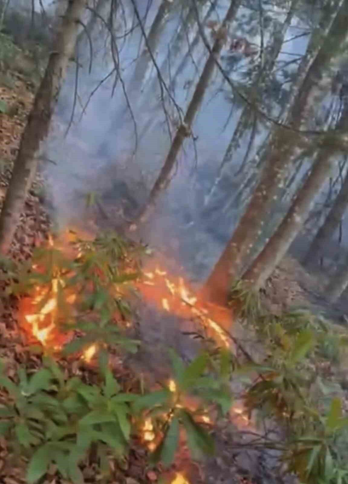 Düzce’de Orman Yangını Hızla Kontrol Altına Alındı, Nedeni Araştırılıyor