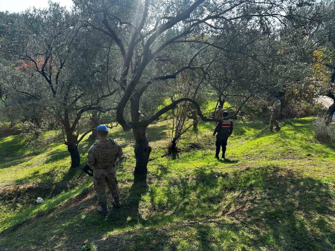 Balıkesir'in Edremit ilçesinde zeytin hasadı döneminde jandarma, hırsızlıkları önlemek için