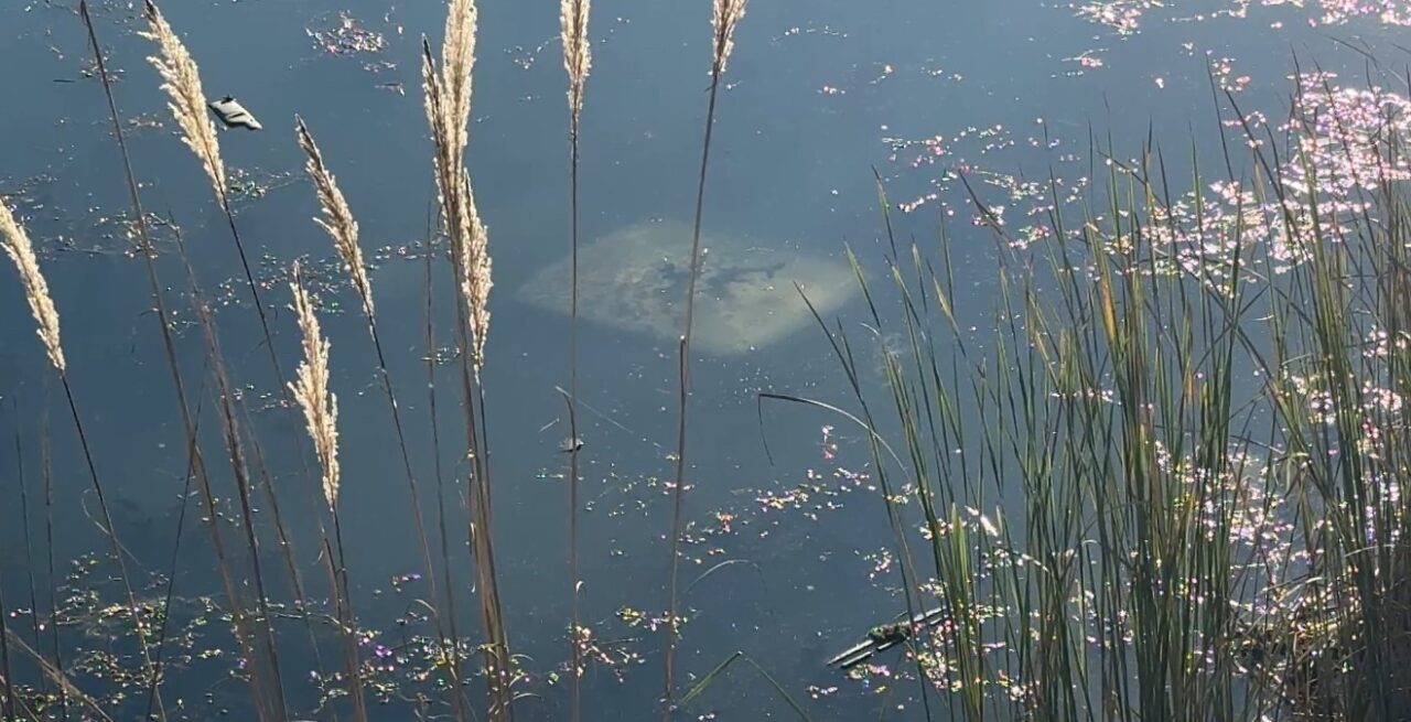 Tokat'ın Erbaa ilçesinde ehliyetsiz K.G., arkadaşlarıyla balık tutmak için gittiği