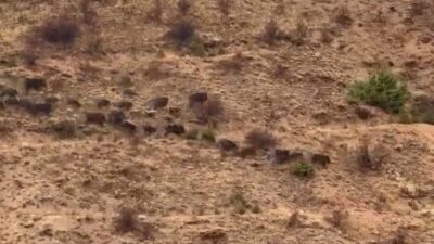 Elazığ'ın Baskil ilçesine bağlı Hacımustafa köyü kırsalında yiyecek arayan bir
