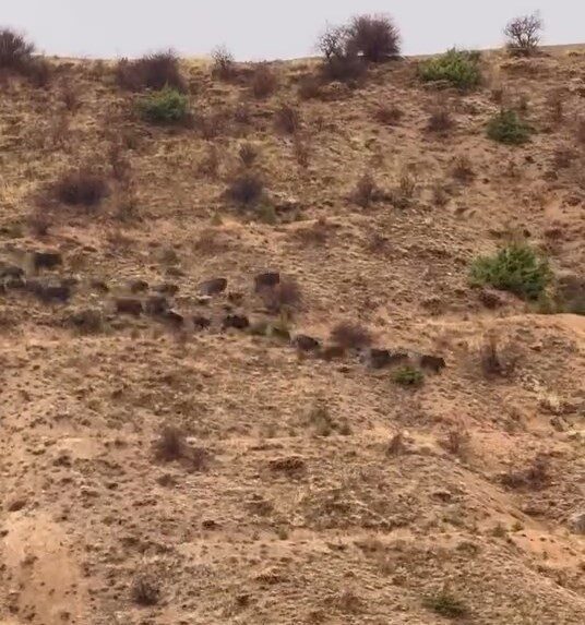 Elazığ’ın Baskil İlçesinde Domuz Sürüsü Yiyecek Ararken Görüntülendi Elazığ'ın Baskil ilçesine bağlı Hacımustafa köyü kırsalında yiyecek arayan bir