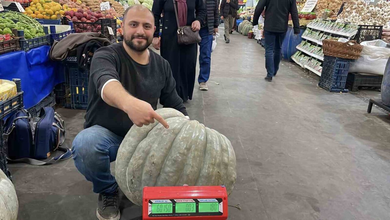 Sivas'ta çiftçi, 60 kg ağırlığında dev bir bal kabağı yetiştirdi.
