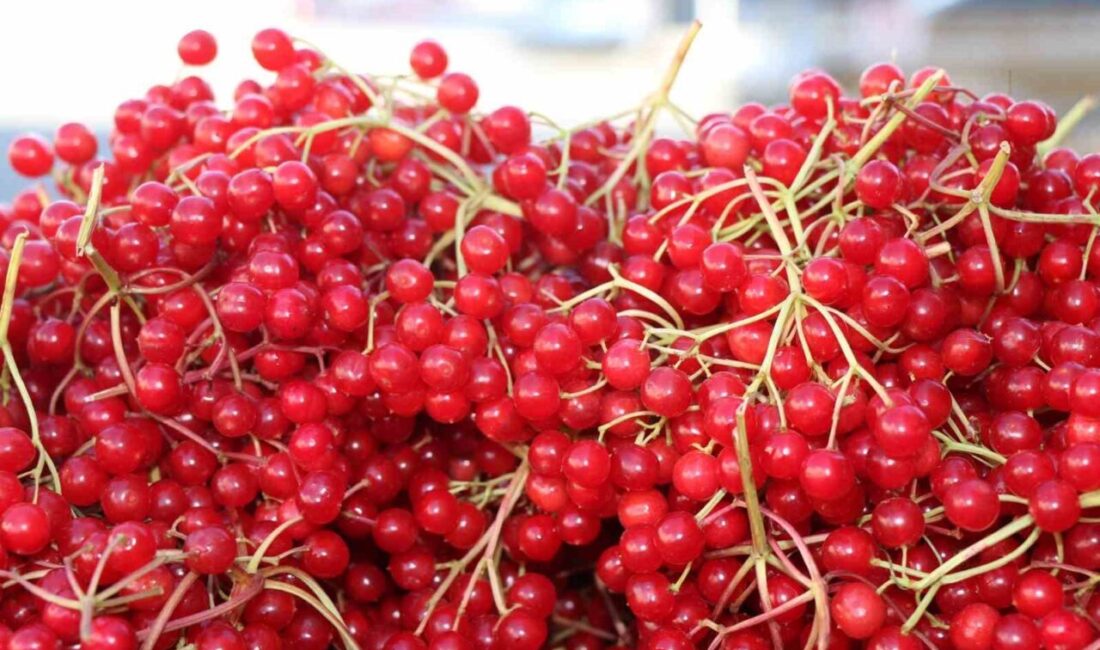 Erzincan’da Gilaburu Meyvesi, Doğal Şifa Kaynağı Olarak İlgi Görüyor Erzincan'da "gençlik iksiri" olarak bilinen gilaburu meyvesi, sağlık faydaları ve