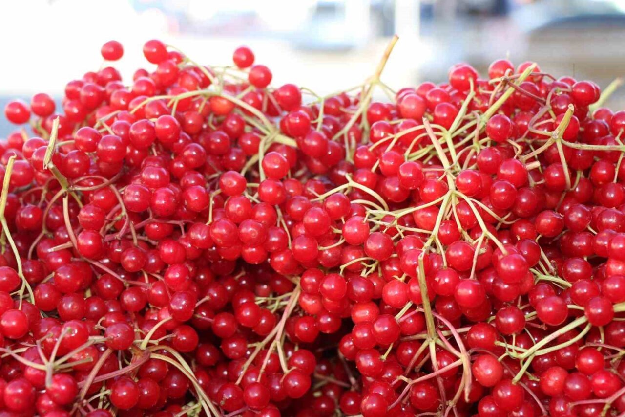 Erzincan’da Gilaburu Meyvesi, Doğal Şifa Kaynağı Olarak İlgi Görüyor