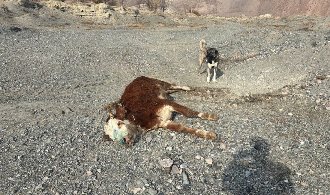 Erzincan'ın Başpınar köyünde, şap hastalığı nedeniyle ölen hayvanların gece meraya