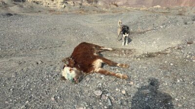 Erzincan'ın Başpınar köyünde, şap hastalığı nedeniyle ölen hayvanların gece meraya
