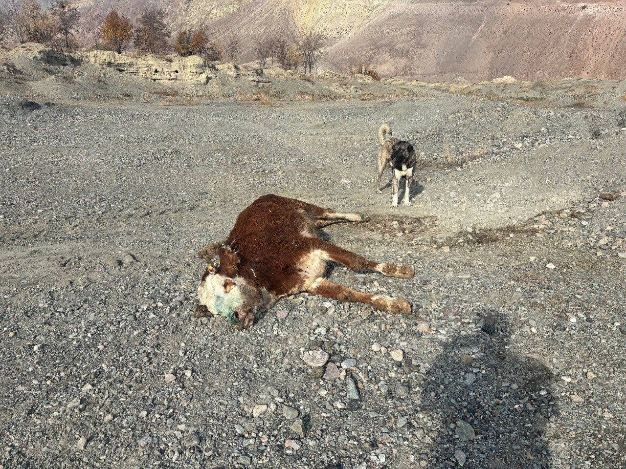 Erzincan’da Şap Hastalığına Yakalanan Hayvanların Meraya Atılması Üreticileri Endişelendiriyor