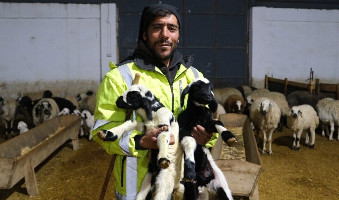 Erzincan'ın Tercan ilçesinde bulunan Kargın beldesinde, yılda ilk kuzuların doğumu