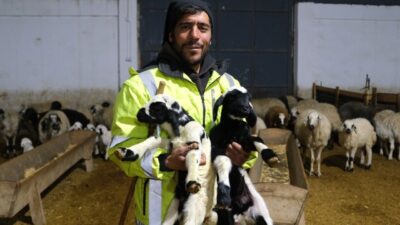Erzincan'ın Tercan ilçesinde bulunan Kargın beldesinde, yılda ilk kuzuların doğumu