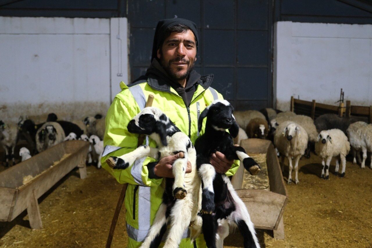 Erzincan’da İlk Kuzuların Doğumu, Küçükbaş Hayvancılıkta Umut Işığı Oldu Erzincan'ın Tercan ilçesinde bulunan Kargın beldesinde, yılda ilk kuzuların doğumu