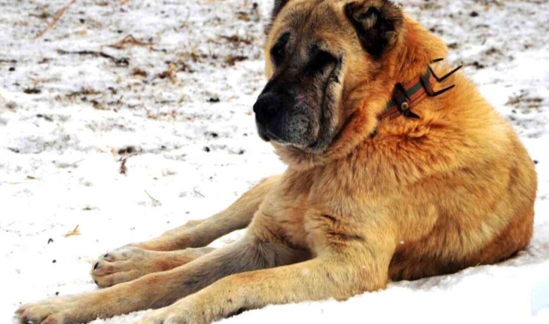 Taner Özdemir, 1938 yılına ait bir belgede, Erzurum çoban köpeklerinin