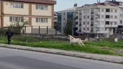 Esenyurt'ta, Atatürk Mahallesi'nde bulunan başıboş bir keçi, okul çıkışında caddeden