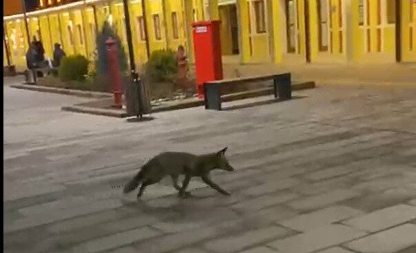 Eskişehir Tren Garı'nda dün akşam bir tilki, yolcuların şaşkın bakışları