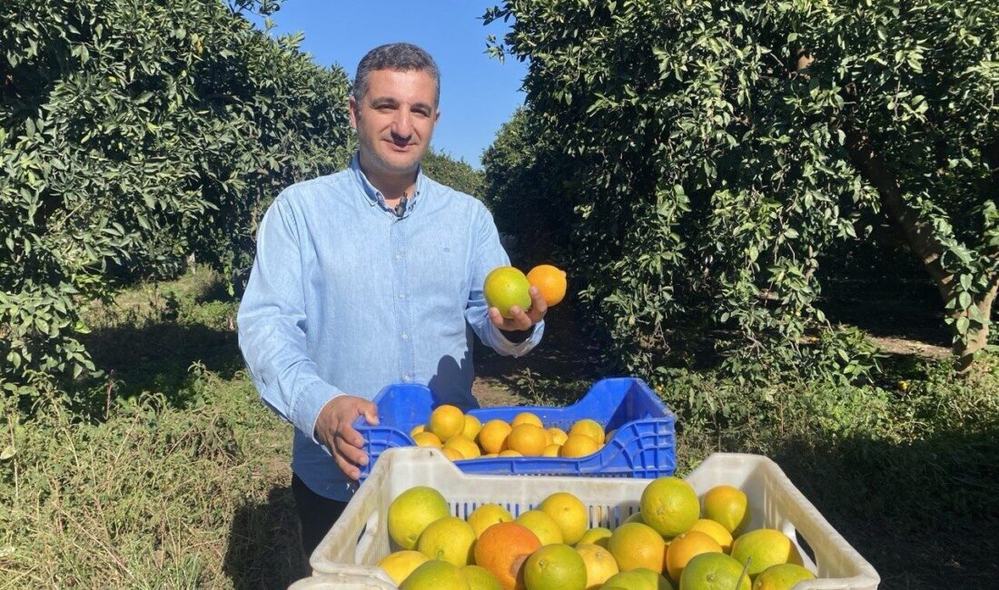 Finike’de Narenciye Hasadı Başladı: 250 Bin Ton Rekolte Bekleniyor Antalya'nın Finike ilçesinde narenciye hasadı başladı. Ömer Bilal, bu yıl