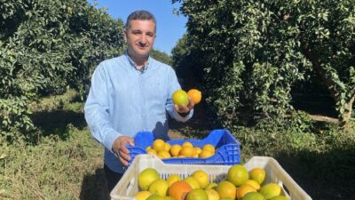 Antalya'nın Finike ilçesinde narenciye hasadı başladı. Ömer Bilal, bu yıl