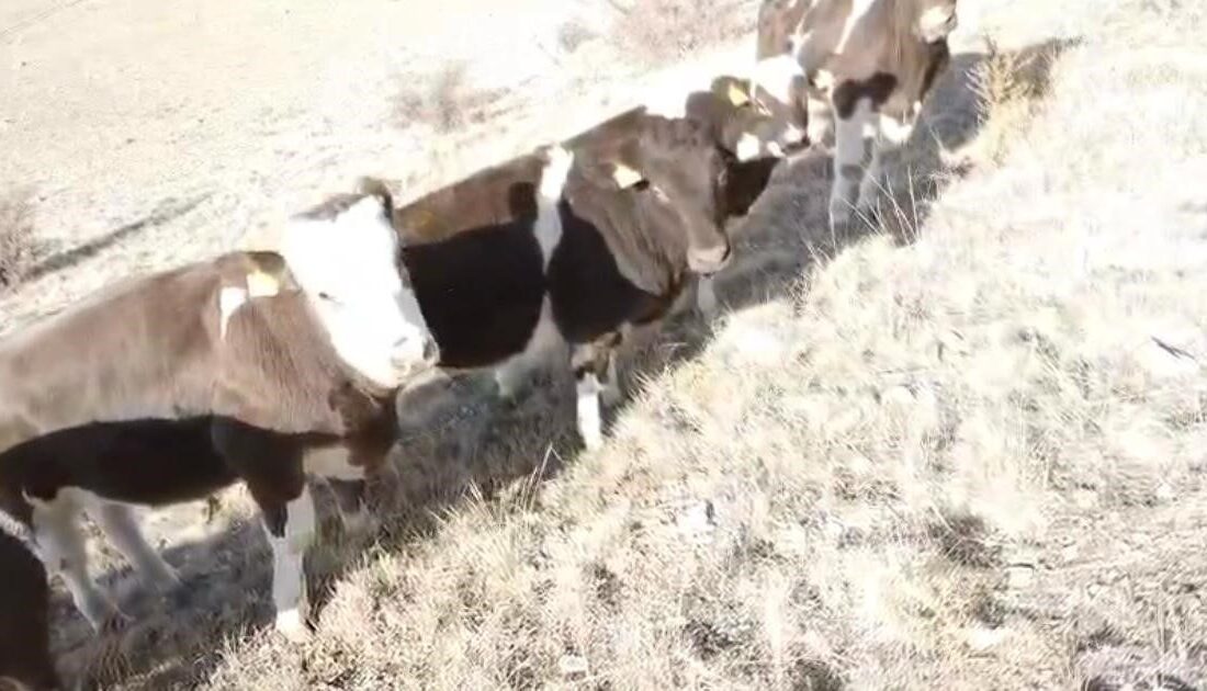 Nevşehir'in Avanos ilçesinde, Yusuf Karayılan'ın ahırındaki 6 inek duvarı yıkarak