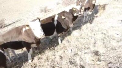 Nevşehir'in Avanos ilçesinde, Yusuf Karayılan'ın ahırındaki 6 inek duvarı yıkarak