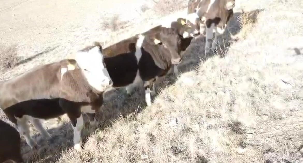 Nevşehir'in Avanos ilçesinde, Yusuf Karayılan'ın ahırındaki 6 inek duvarı yıkarak