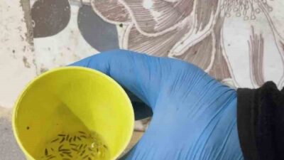 Kırıkhan'da zabıta ekipleri fırınları denetleyerek iki işletmeyi mühürledi. Denetimde, fırınlarda