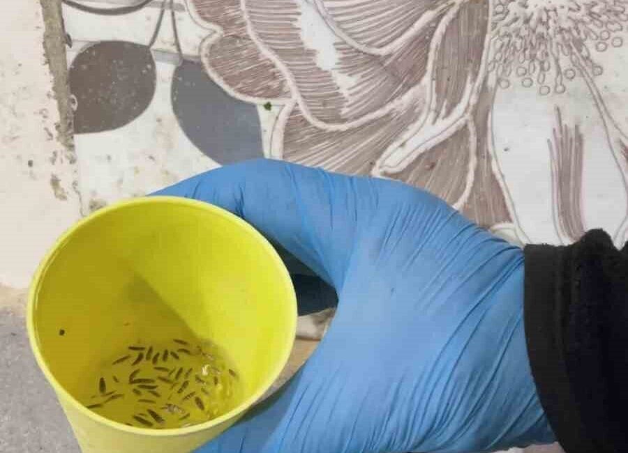 Kırıkhan’da Fırın Denetiminde İki İşletme Mühürlendi, Zabıta Ekipleri Mide Bulandıran Görüntülerle Karşılaştı Kırıkhan'da zabıta ekipleri fırınları denetleyerek iki işletmeyi mühürledi. Denetimde, fırınlarda