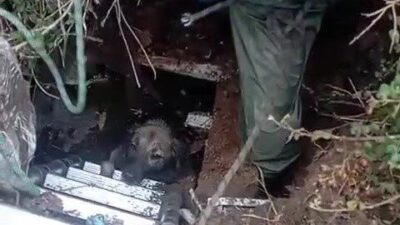 Antalya'nın Kepez ilçesinde düşerek mahsur kalan bir köpek, itfaiye ekipleri